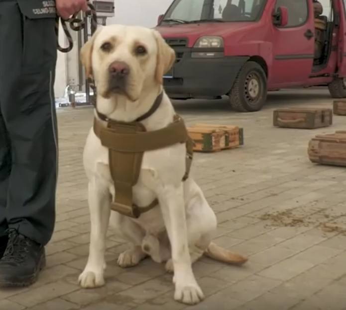 Labrador Sony, służbowy pies Pomorskiego Urzędu Celno-Skarbowego w Gdyni ze swoim przewodnikiem. Zwierzę będzie potrafiło wykryć w kilka sekund osobę zakażoną koronawirusem.