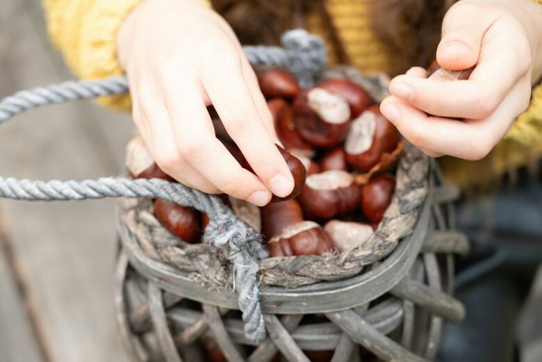 Preparaty z kasztanowca mogą być stosowane zarówno wewnętrznie (doustnie), jak i zewnętrznie.