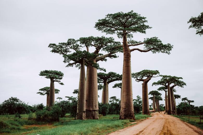 Baobaby, Madagaskar