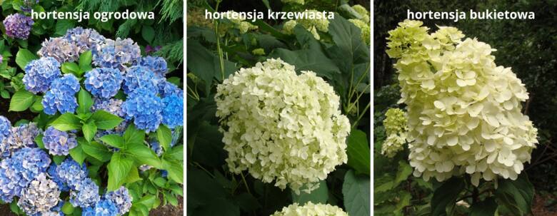 Gatunek hortensji łatwo określić po kwiatach. To ważne, bo nie wszystkie przycina się tak samo i można im bardzo zaszkodzić.