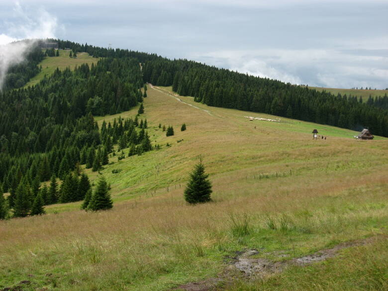 Widok z trasy na szczyt Turbacza