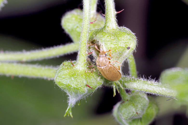 Dorosły kistnik malinowiec uszkadza liście i kwiaty malin, a jego larwy żerują w owocach.