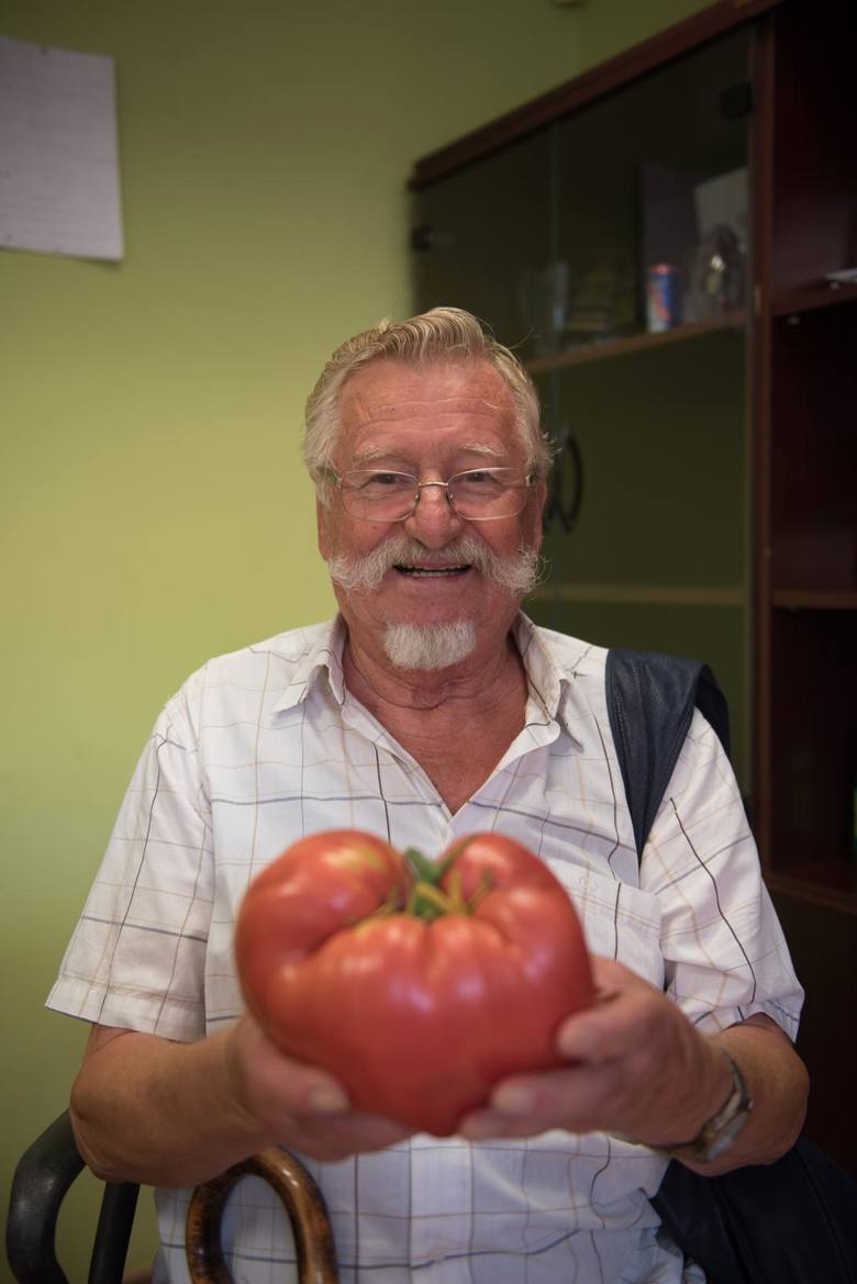Ponad kilogram waży pomidor wyhodowany przez Zygfryda Bartosińskiego ze Stawek. To nie pierwszy taki okaz w jego działkowej karierze.