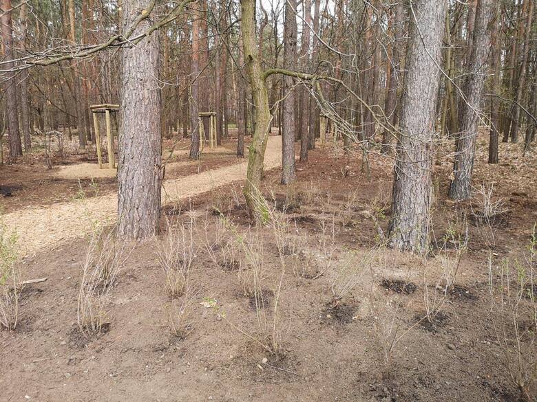 Rewitalizacja Parku Orderu Uśmiechu w Kędzierzynie-Koźlu. Będą budki dla ptaków i nietoperzy, ławki, nowe drzewa