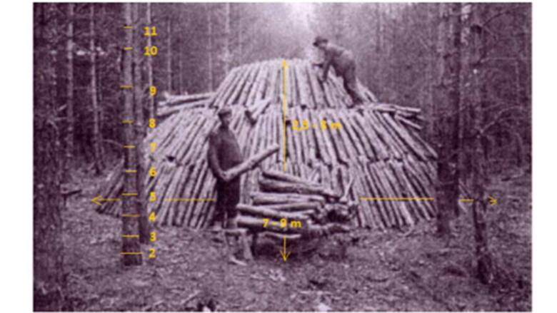 Fot. 5. Szacunek wieku sosny służącej do ułożenia mielerza oraz rozmiarów przygotowywanego stosu drewna (Internet 3)
