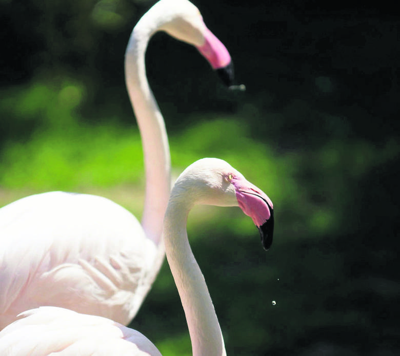 Flamingi dożywają lat 80, a naukowcy nie mają pojęcia, jak im się to udaje