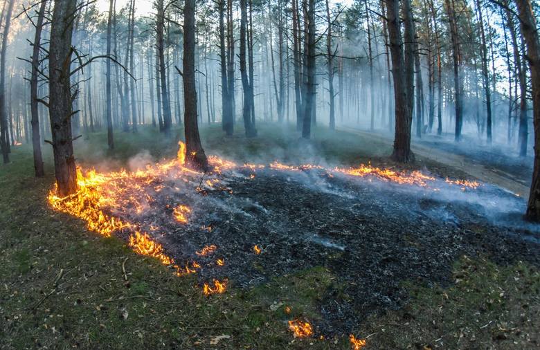 Na portalu zrzutka.pl trwa zbiórka pieniędzy na posadzenie nowego lasu w Fordonie. Internauci zadziałali błyskawicznie