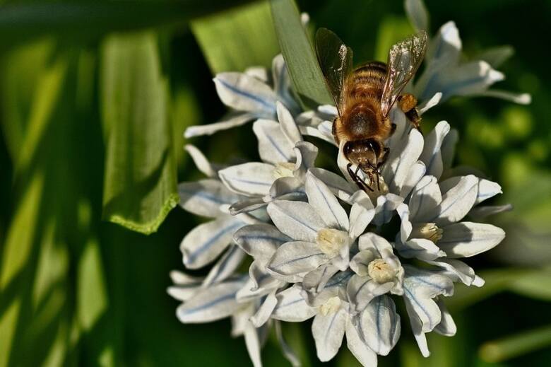 Kwiaty puszkinii są cenne dla pszczół i trzmieli - kwitną wcześnie i są miododajne.