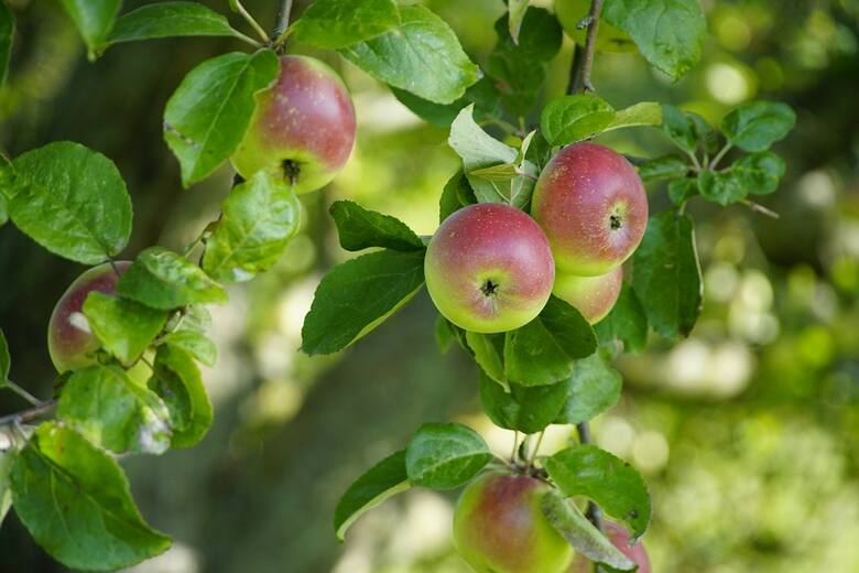 Sady jabłoniowe zajmują największą powierzchnię ze wszystkich plantacji owocowych w Polsce.