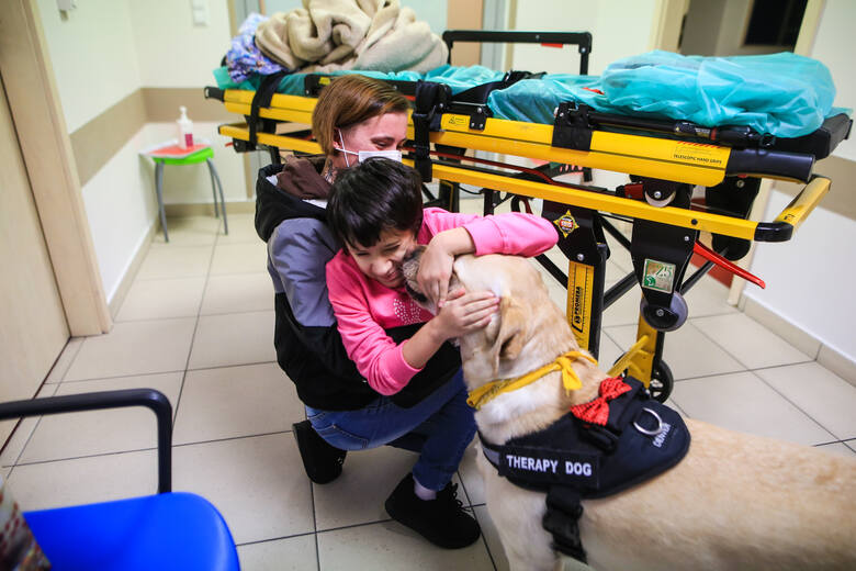 Denver jest psem wyszkolonym i certyfikowanym przez Fundację na rzecz Osób Niewidomych Labrador - Pies Przewodnik.