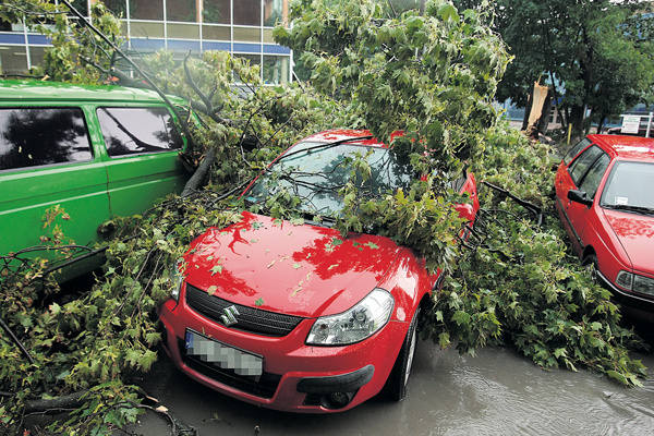 W lipcu drzewo runęło na zaparkowane samochody. 