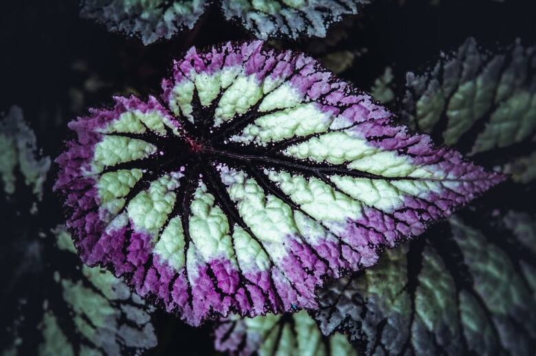 Liście begonii królewskiej mają niezwykłe ubarwienie. To wynik przystosowania do trudnych warunków, w jakich występują naturalnie.