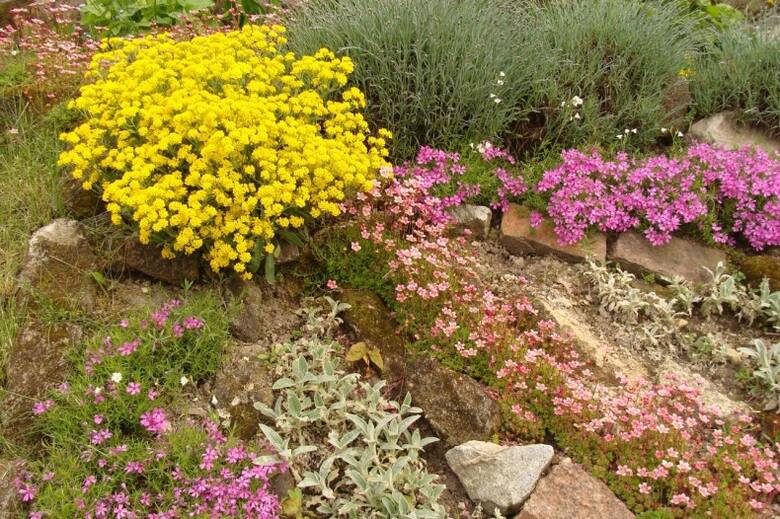 Smagliczka skalna jest ozdobą skalniaków, murków i rabat kwiatowych. Trzeba ją sadzić w mocno nasłonecznionych miejscach.