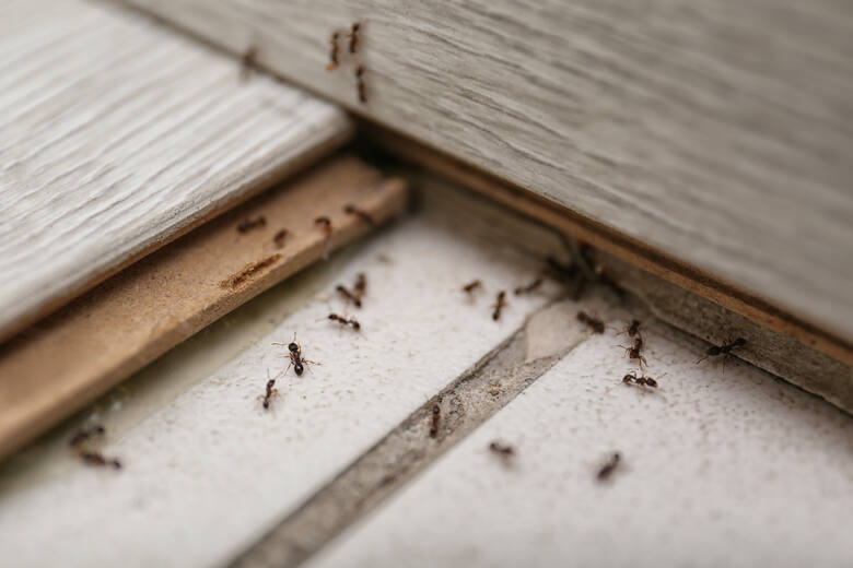 biegające mrówki w domu na podłodze