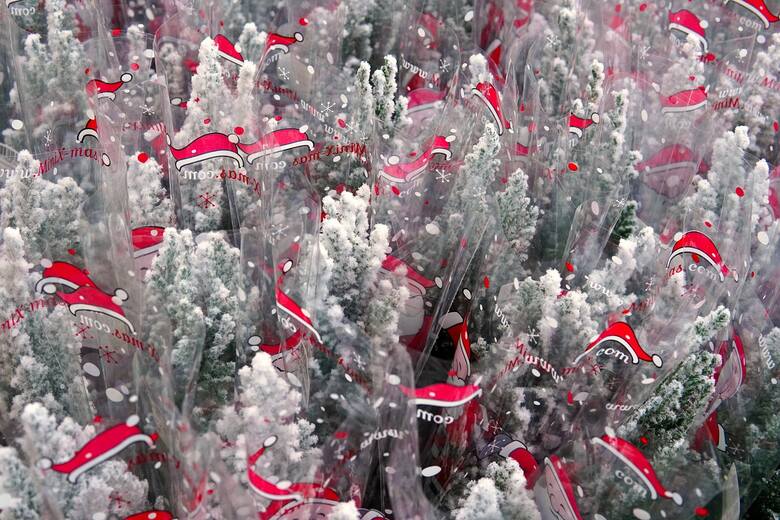 Cyprysiki pokryte warstwą sztucznego śniegu lub innymi tego typu dodatkami, jak farby, lakiery raczej będą tylko świąteczną ozdobą, a nie rośliną na