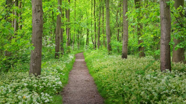 Ścieżka w pięknym lesie