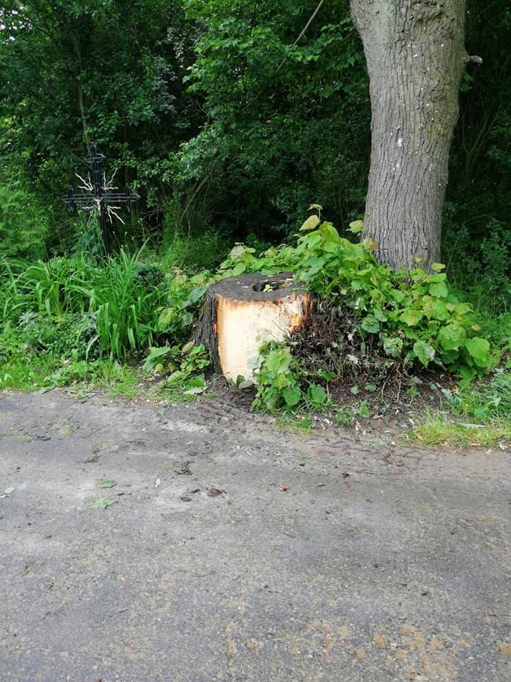 Ten wypadek mógł skończyć się tragicznie. Czy ten pień i to drzewo powinny tam tkwić?