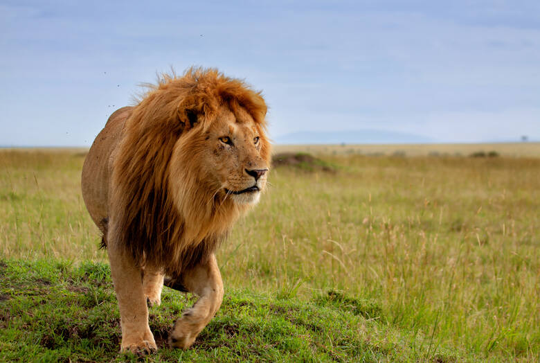 Lew w Masai Mara w Kenii