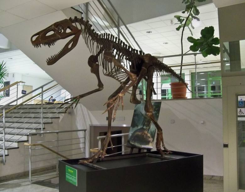 Wykonana współcześnie rekonstrukcja szkieletu archozaura z gatunku Smok wawelski w holu gmachu Wydziału Biologii Uniwersytetu Warszawskiego