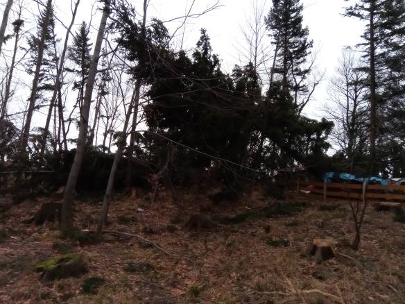 Halny zniszczył Cygański Las w Bielsku-Białej