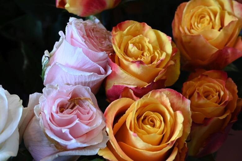 Róża to prawdziwy klasyk. Pan Marek, swojej żonie Ewie najczęściej wręcza róże herbaciane, które również poleca klientom kwiaciarni.