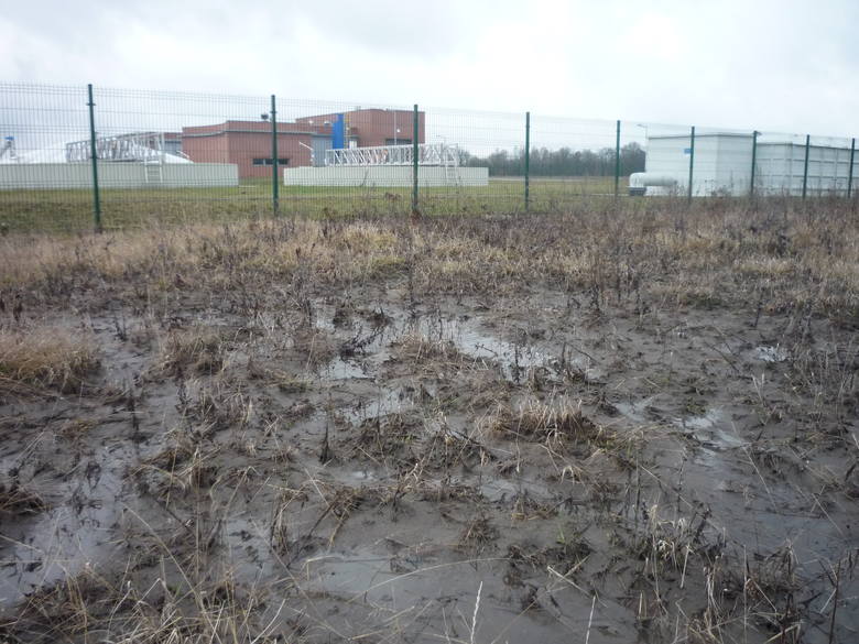 Tak wygląda pole po zalaniu szambem.