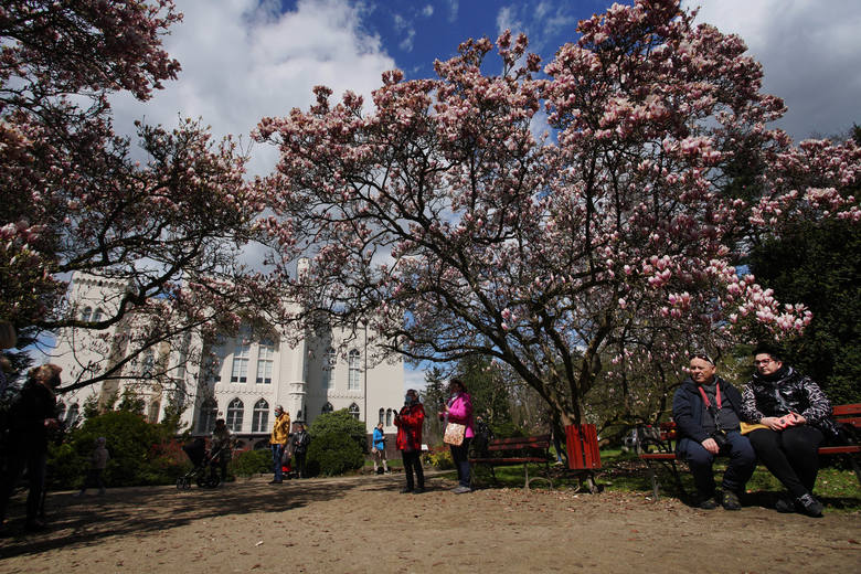 Arboretum w Kórniku słynie ze swoich 170-letnich, pięknych magnolii. Zwykle kwitną one jeszcze w kwietniu, jednak w tym roku ze względu na chłodną wiosnę kwiaty dopiero dochodzą do pełni kwitnienia. Część kwiatów wciąż jest w pąkach. To wyjątkowe miejsce można odwiedzać codziennie od godz. 10.00...