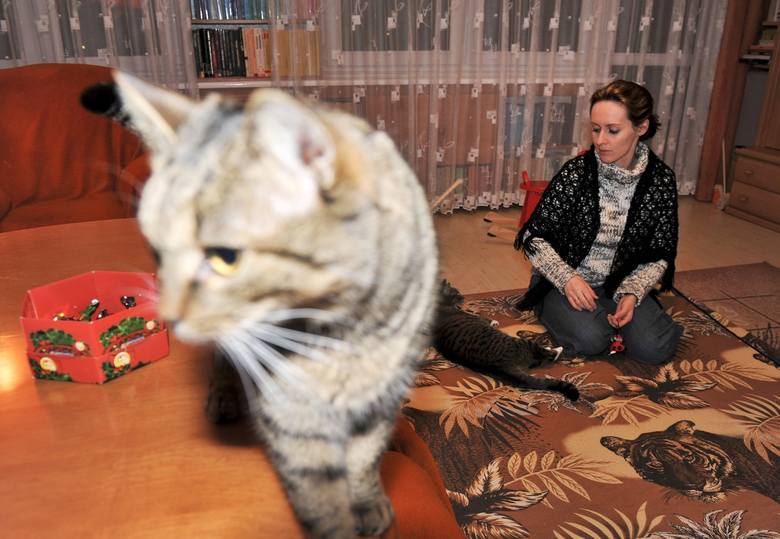 Dopóki ktoś nie ma kota, zwykle nie zdaje sobie sprawy, że je lubi - śmieje się Agata Kilon, założycielka i prezes Fundacji Kotkowo, która od 10 lat zajmuje się bezdomnymi kotami 