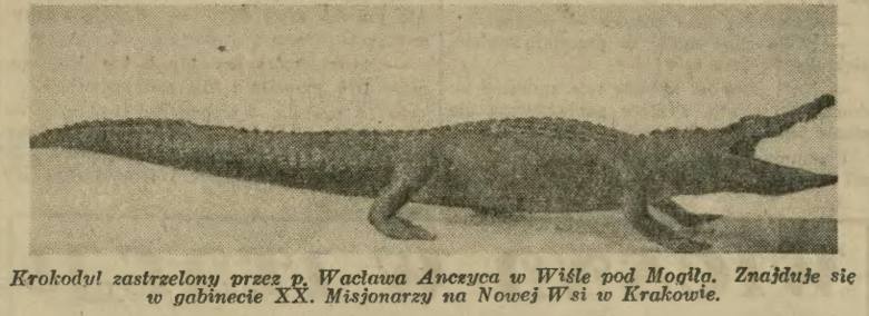 Krokodyl grasujący w Wiśle, IKC 17 stycznia 1938, str. 3