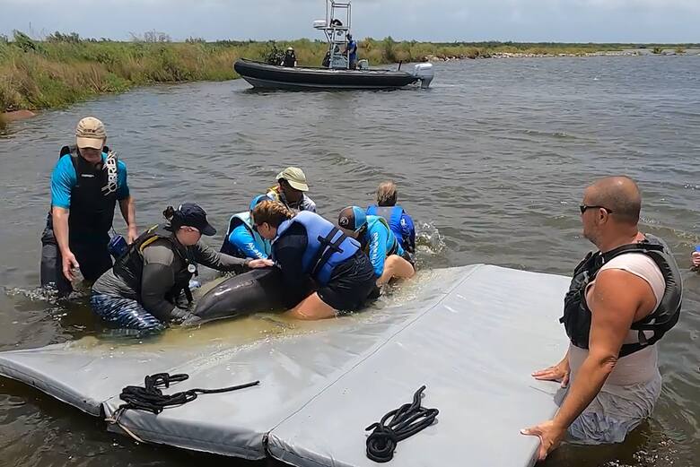 Ludzie uratowali dwa delfiny. Zwierzęta czekały na ratunek dwa lata