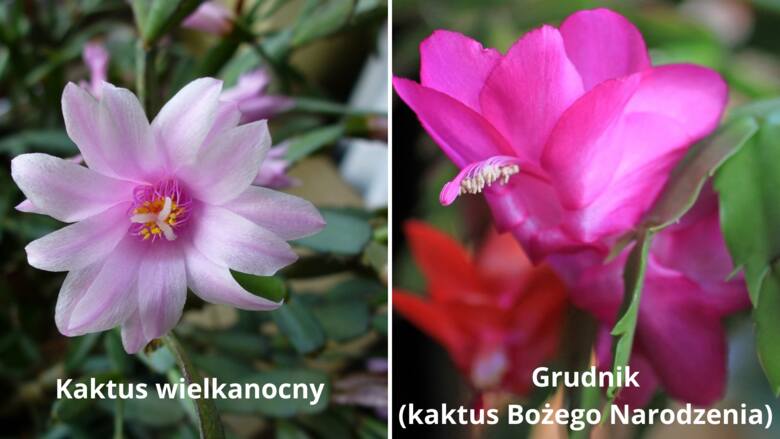 Kaktus wielkanocny i grudnik są do siebie podobne, ale jest kilka różnic. Jedną z nich jest kształt kwiatów.