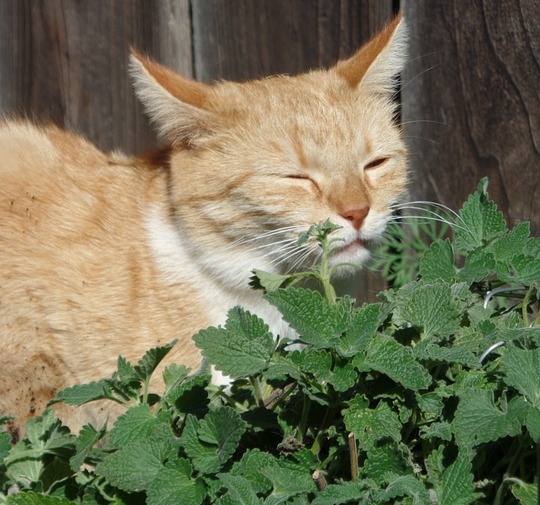 Koty, gdy wyczują zapach kocimiętki, często zaczynają się w niej tarzać, ocierać, gryźć, lizać, miauczeć, czy nawet skakać