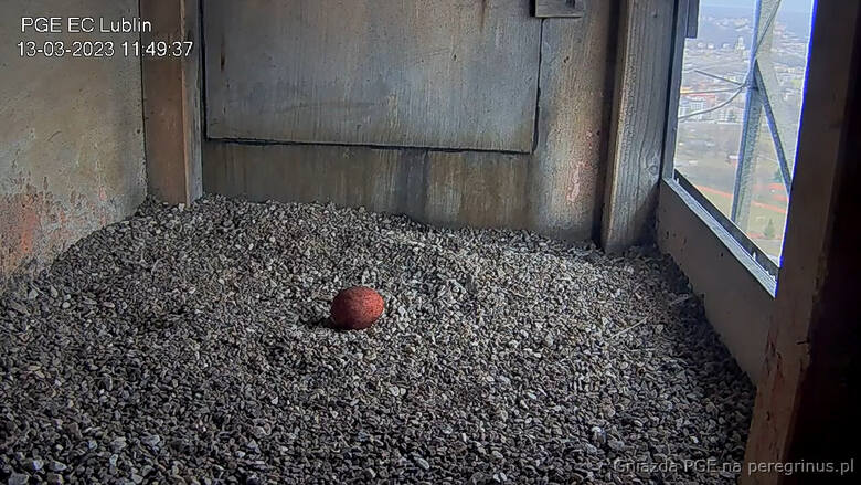 Pierwsze jajko u lubelskich sokołów. Ptasia rodzina wkrótce się powiększy [ZDJĘCIA]