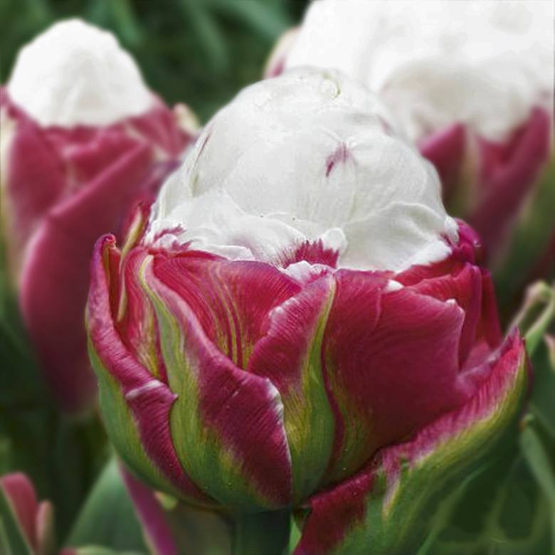 fot. Magiczne Ogrody - tulipan "Ice Cream"