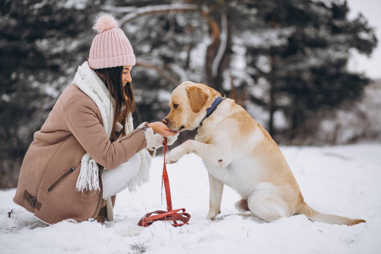 pies na zimowym spacerze