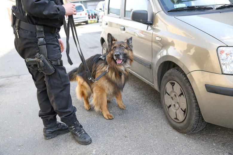 Psy małopolskiej policji