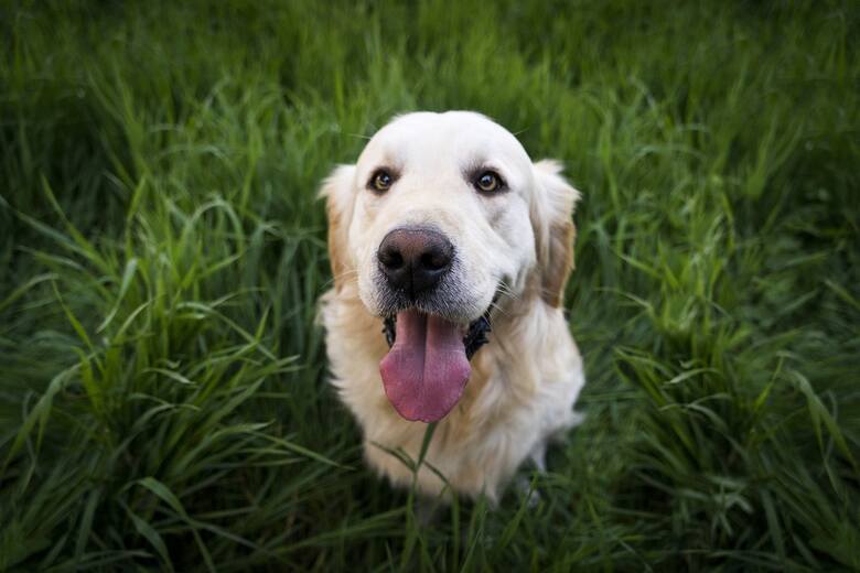 Zalety: przyjazny, pełen energii, inteligentny, łagodny, łatwy w szkoleniu i doskonały w pracy jako pies przewodnikWady: może mieć problemy zdrowotne
