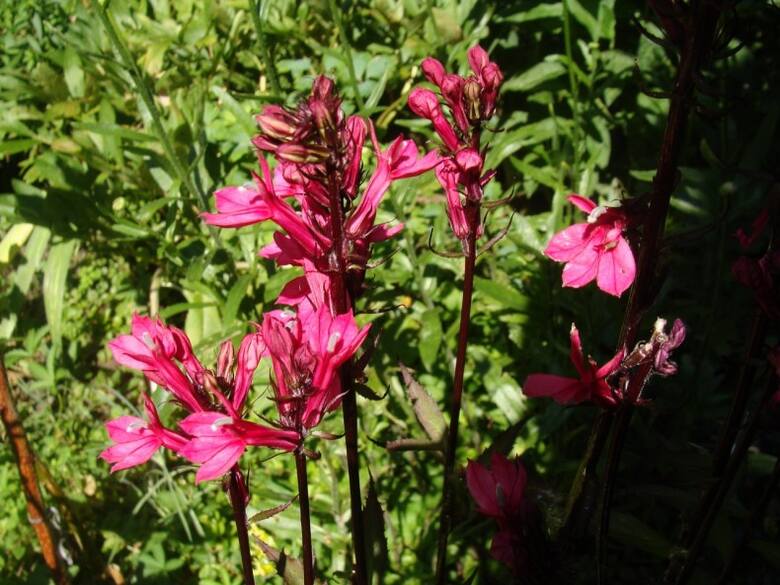 Lobelie bylinowe mogą mieć także kwiaty w różowym kolorze. Najczęściej mają też pędy przebarwione na bordowo.