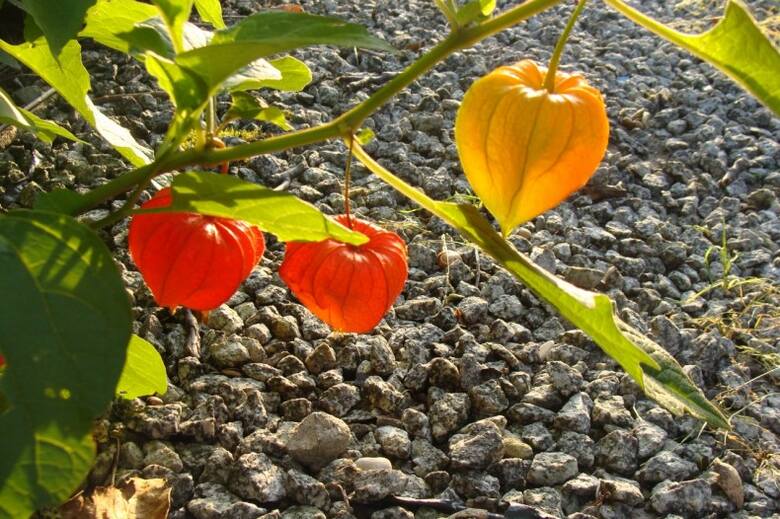 Owoce miechunki rozdętej a właściwie - ich osłonki - zdobią rośliny aż do przymrozków.