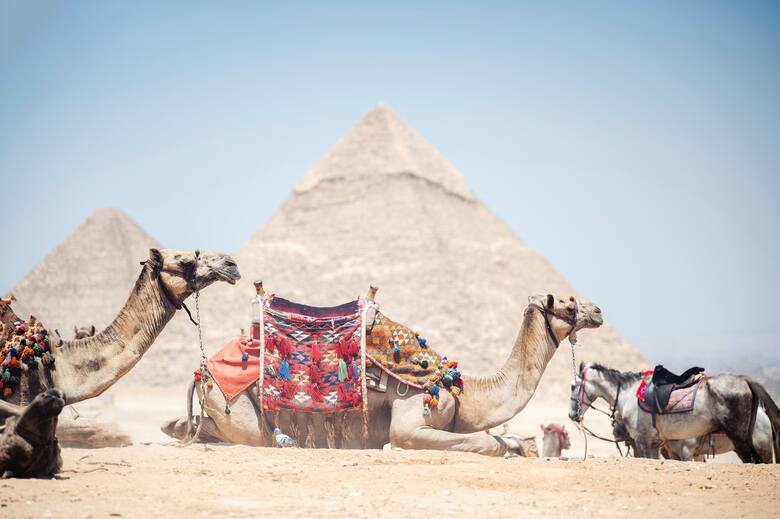 Tradycja objeżdżania piramid w Gizie na grzebiecie wielbłąda sięga XIX w., a więc samych początków turystyki w Egipcie.