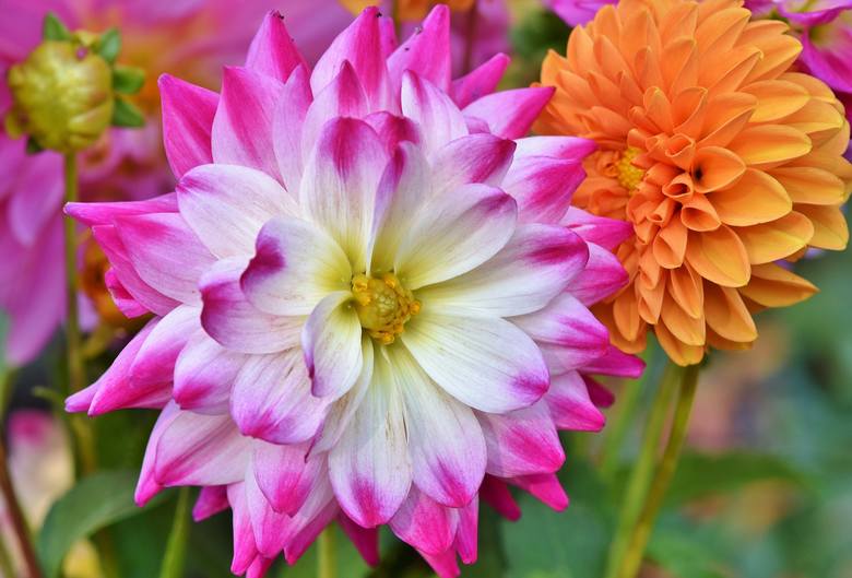 W maju sadzi się także <strong>bulwy i kłącza wieloletnich kwiatów, które nie są odporne na mróz</strong> (należy wykopywać je na zimę). <br /> <br /> Do najbardziej popularnych należą:<br /> - mieczyki (gladiole), krokosmie (cynobrówki) – można je sadzić od <strong>końca kwietnia do połowy maja</strong> – jednak...