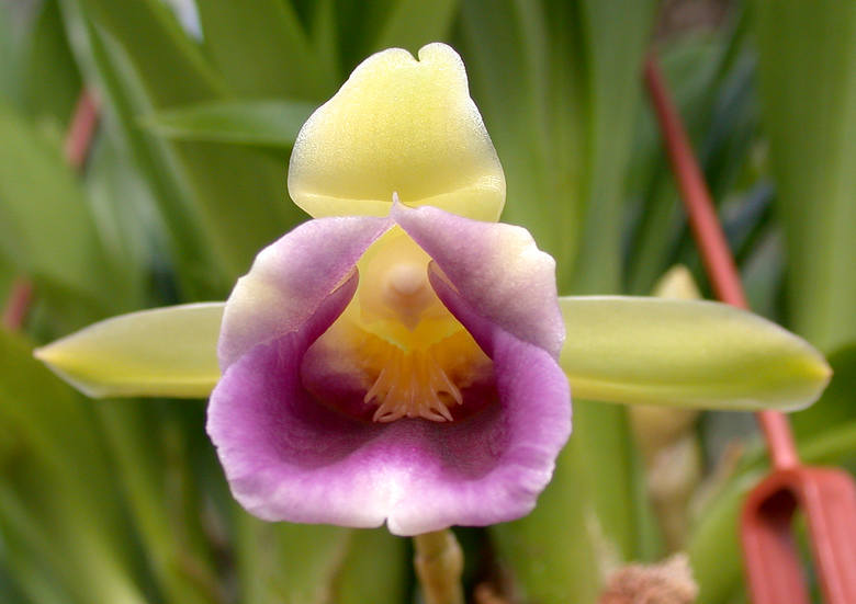 Orchidea Warszewiczella discolor