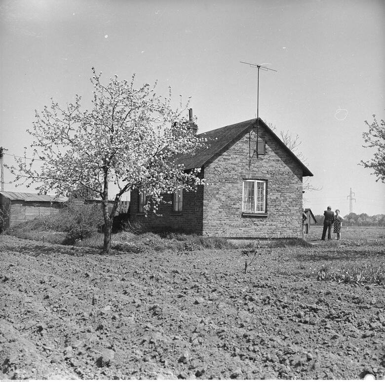 1970 r. Gospodarstwo rolne w pobliżu Os. Bródno. Widoczny fragment pola i kwitnąca jabłoń. Na horyzoncie linia wysokiego napięcia.