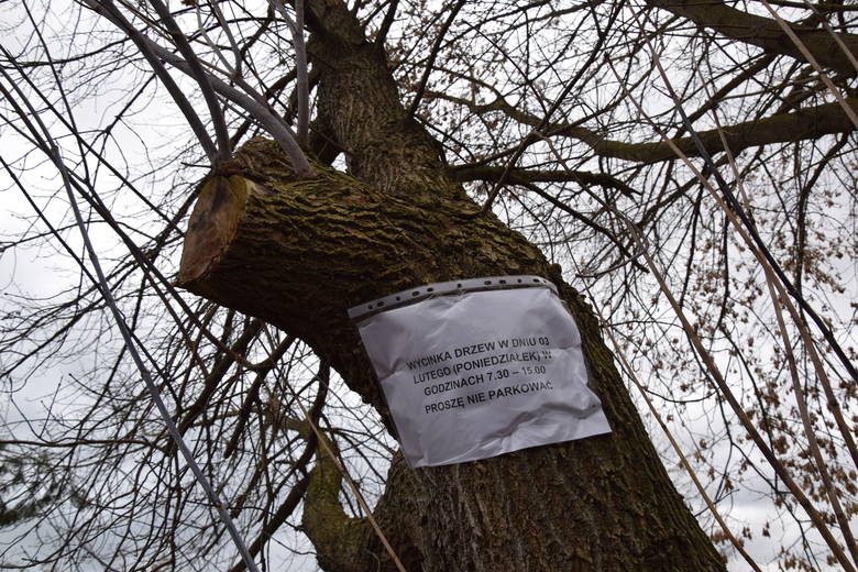 Informacja o kontrowersyjnej dla mieszkańców decyzji, pojawiła się na drzewach, 31 stycznia. Zgodnie z jej treścią, 3 lutego od godz. 07.30 do 15.00