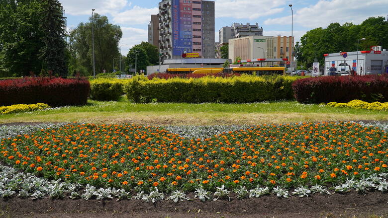 Te kwiaty pojawiły się w Kielcach właśnie dzięki Zielonemu Mecenatowi.