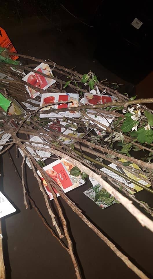 Sadzonki i kwiaty zostały wyrzucone do pojemnika na bioodpady sklepu Biedronki przy ul. Strzeszyńskiej 