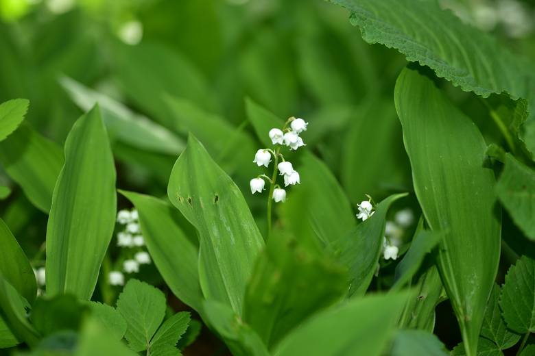 Konwalia majowaZnana wszystkim roślina z białymi kwiatami o przepięknym zapachu jest tak naprawdę silnie trująca. Toksyczne substancje znajdują się nie