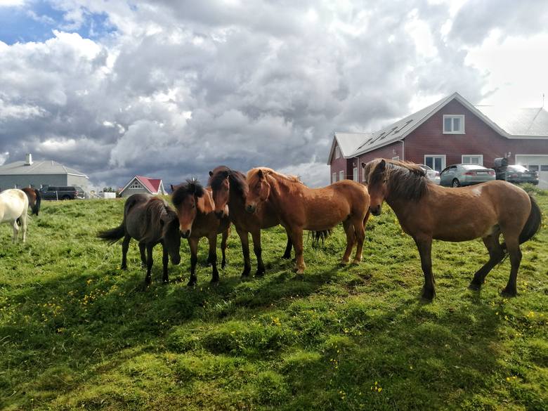 Islandzkie konie