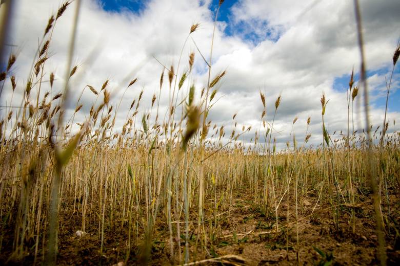 Nawet w ubiegłym roku o tej porze na polach nie było aż tak sucho. Rolnicy chcą ogłoszenia stanu klęski żywiołowej