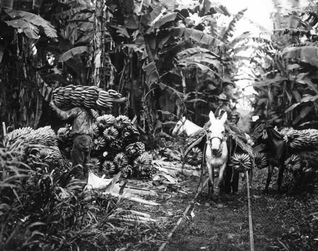 Plantacja bananów w jednym z krajów Ameryki Łacińskiej